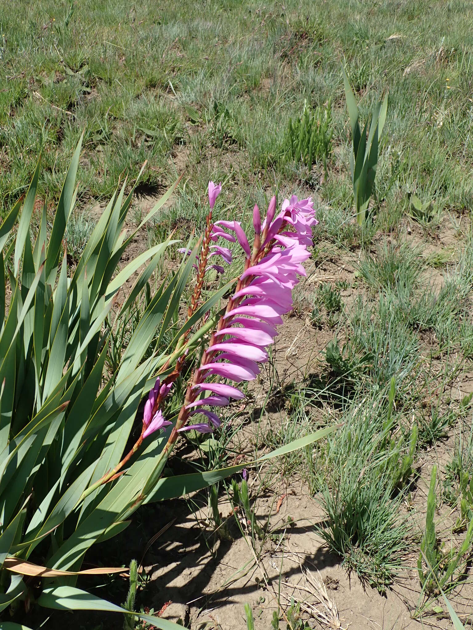 Image of Watsonia lepida N. E. Br.