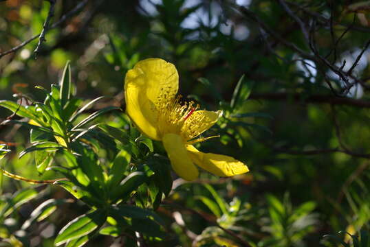 Image of Hypericum revolutum Vahl