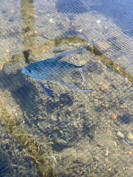 Image of African Pompano