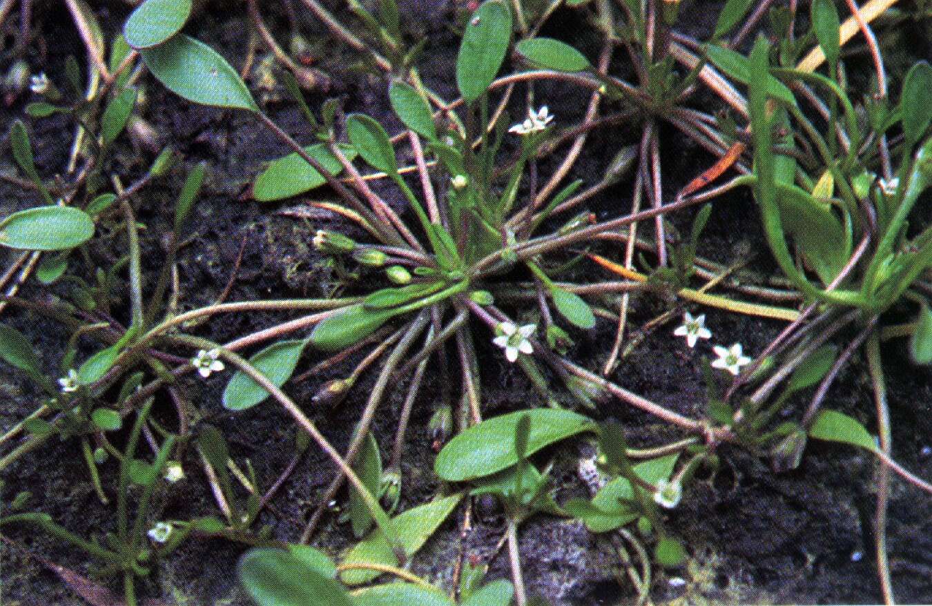 Limosella aquatica L. resmi