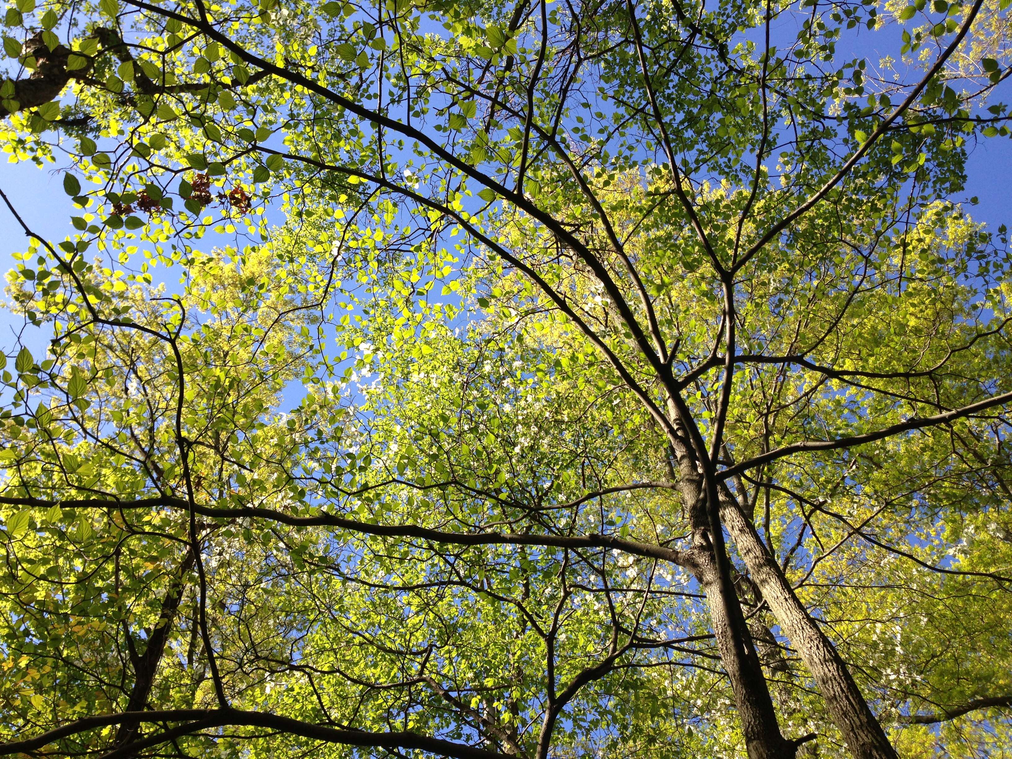 Image of flowering dogwood