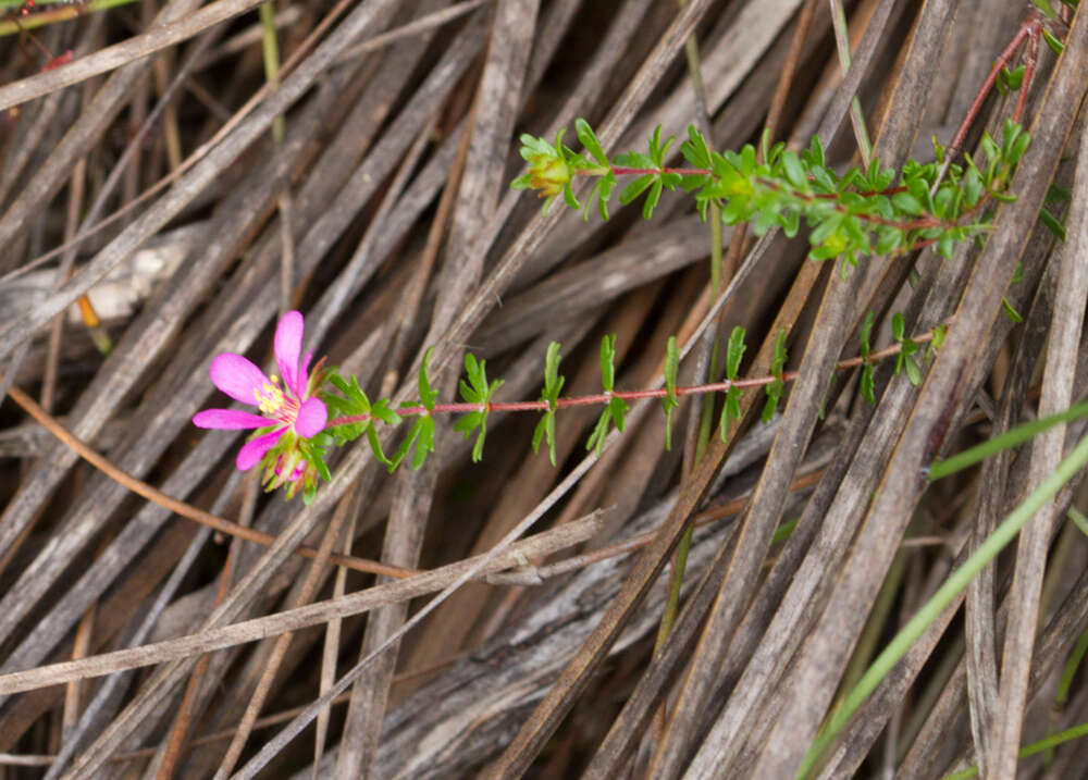 Image of Bauera capitata Ser.