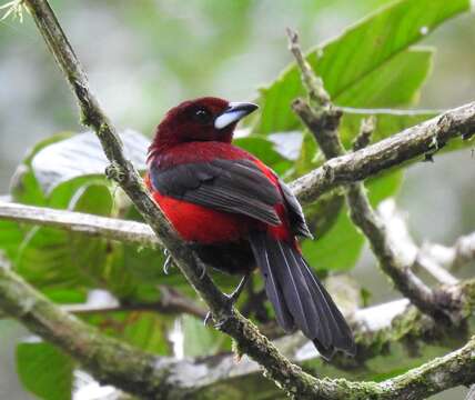 Image of Crimson-backed Tanager