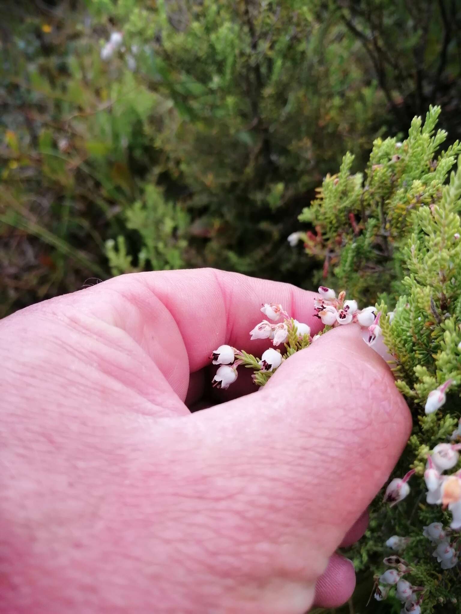 Image of Erica pubescens L.