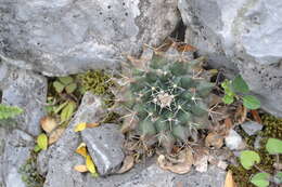 Image of Mammillaria melanocentra subsp. melanocentra