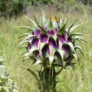 Image of Onopordum illyricum subsp. illyricum