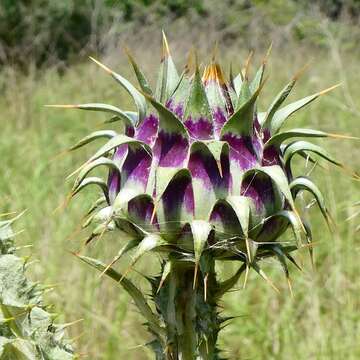 Imagem de Onopordum illyricum subsp. illyricum