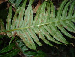 Imagem de Woodwardia radicans (L.) Sm.