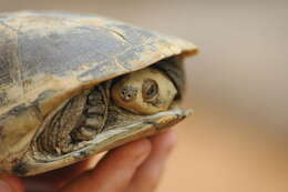 Image of Adanson's mud turtle