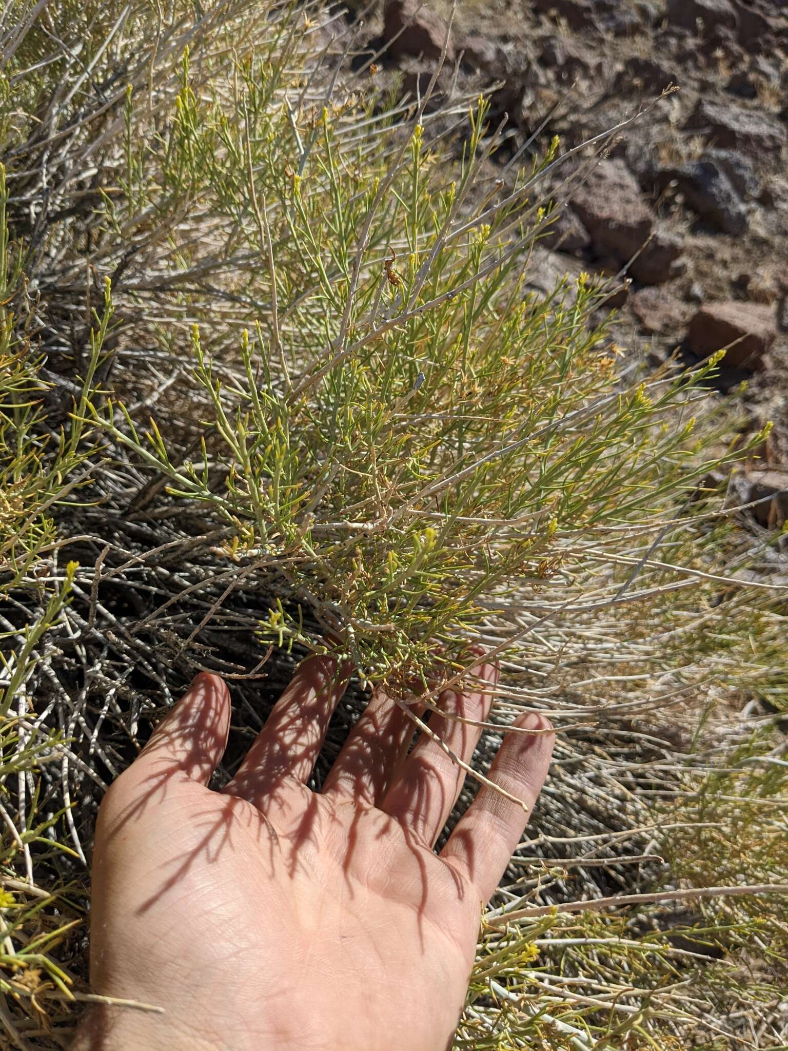 Image of Ericameria nauseosa var. leiosperma (A. Gray) G. L. Nesom & G. I. Baird