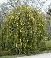 Image of Japanese jasmine