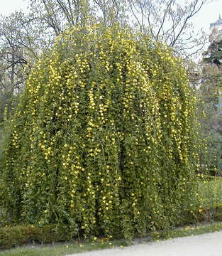 Image of Japanese jasmine