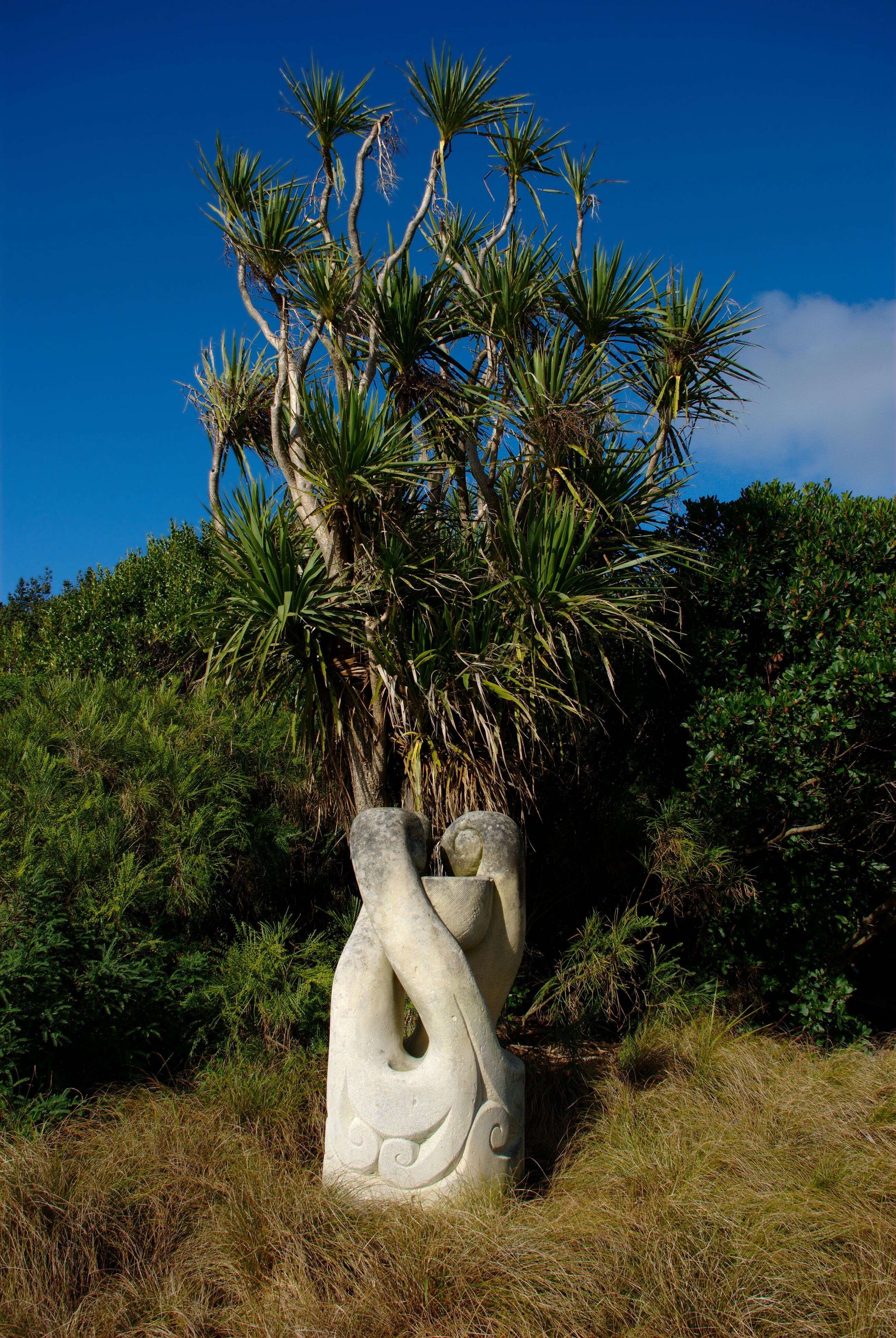 Image of cabbage tree