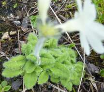 Plancia ëd Primula buryana I. B. Balf.