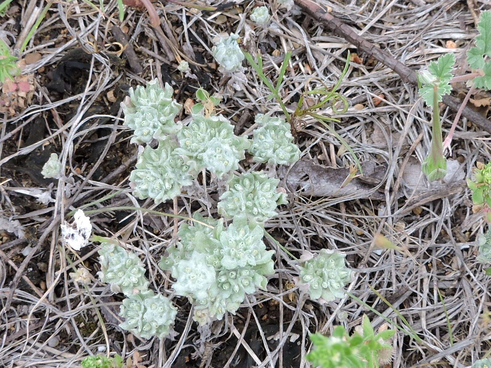 Image of bighead pygmycudweed