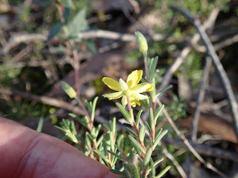 Plancia ëd Hibbertia australis N. A. Wakefield