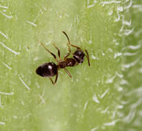 Image of Lasius americanus