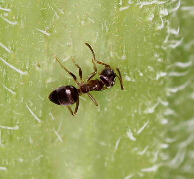 Image of Lasius americanus