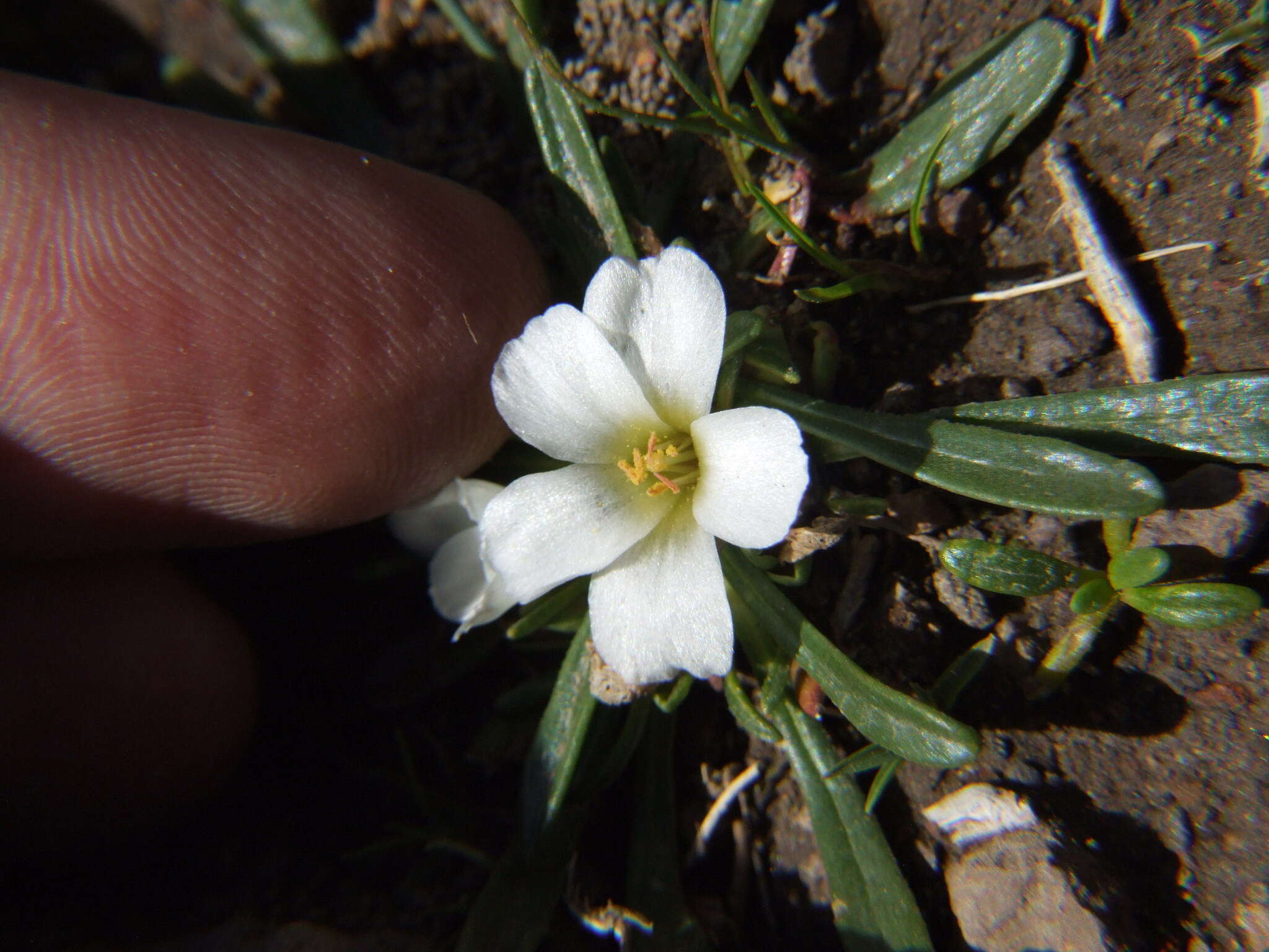 Слика од Calandrinia acaulis Kunth