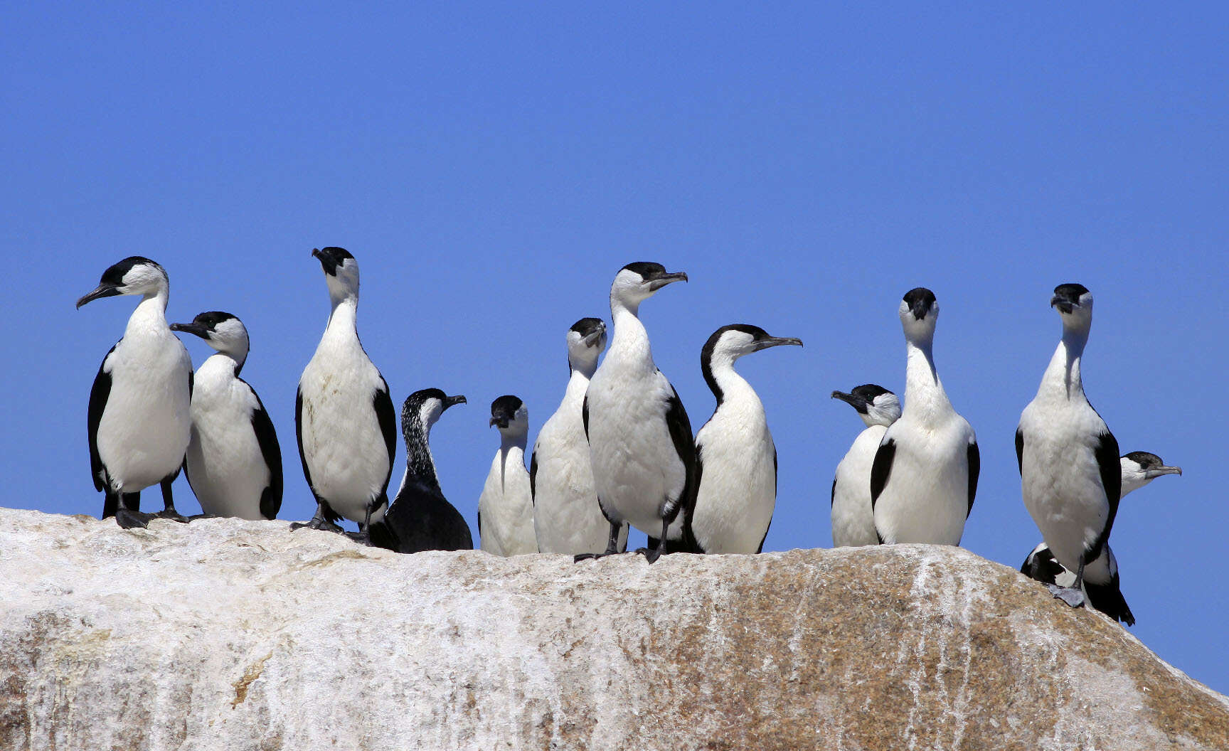 Image of Black-faced Cormorant