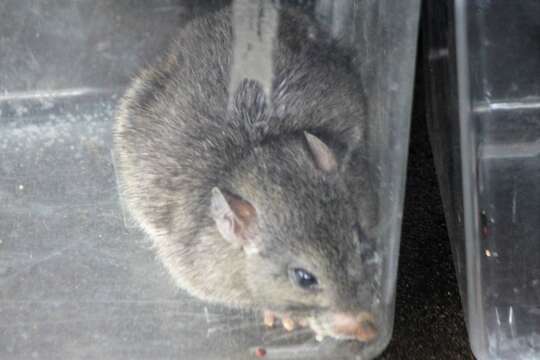 Image of Southern Plains Woodrat