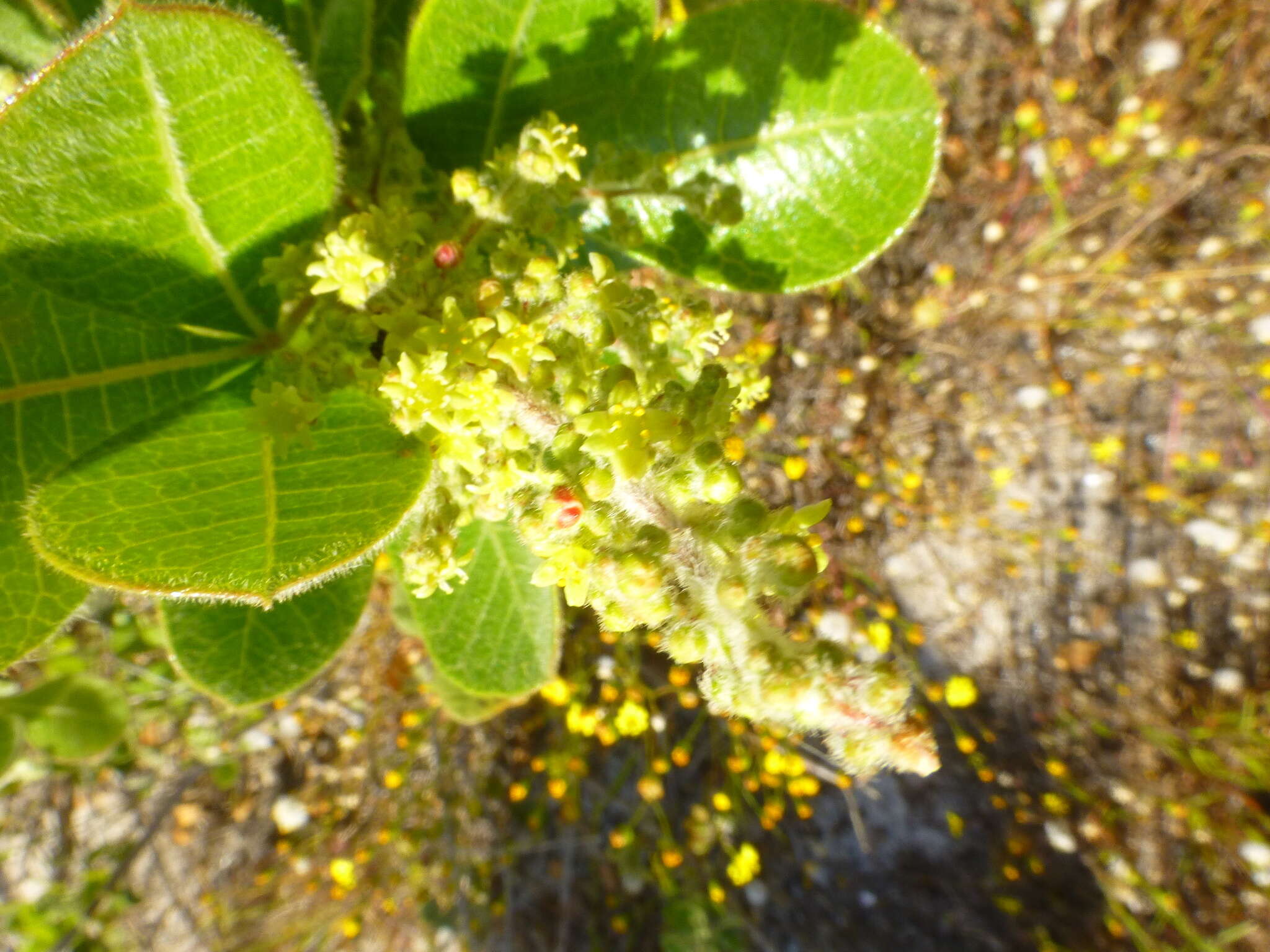 Слика од Searsia laevigata (L.) F. A. Barkley