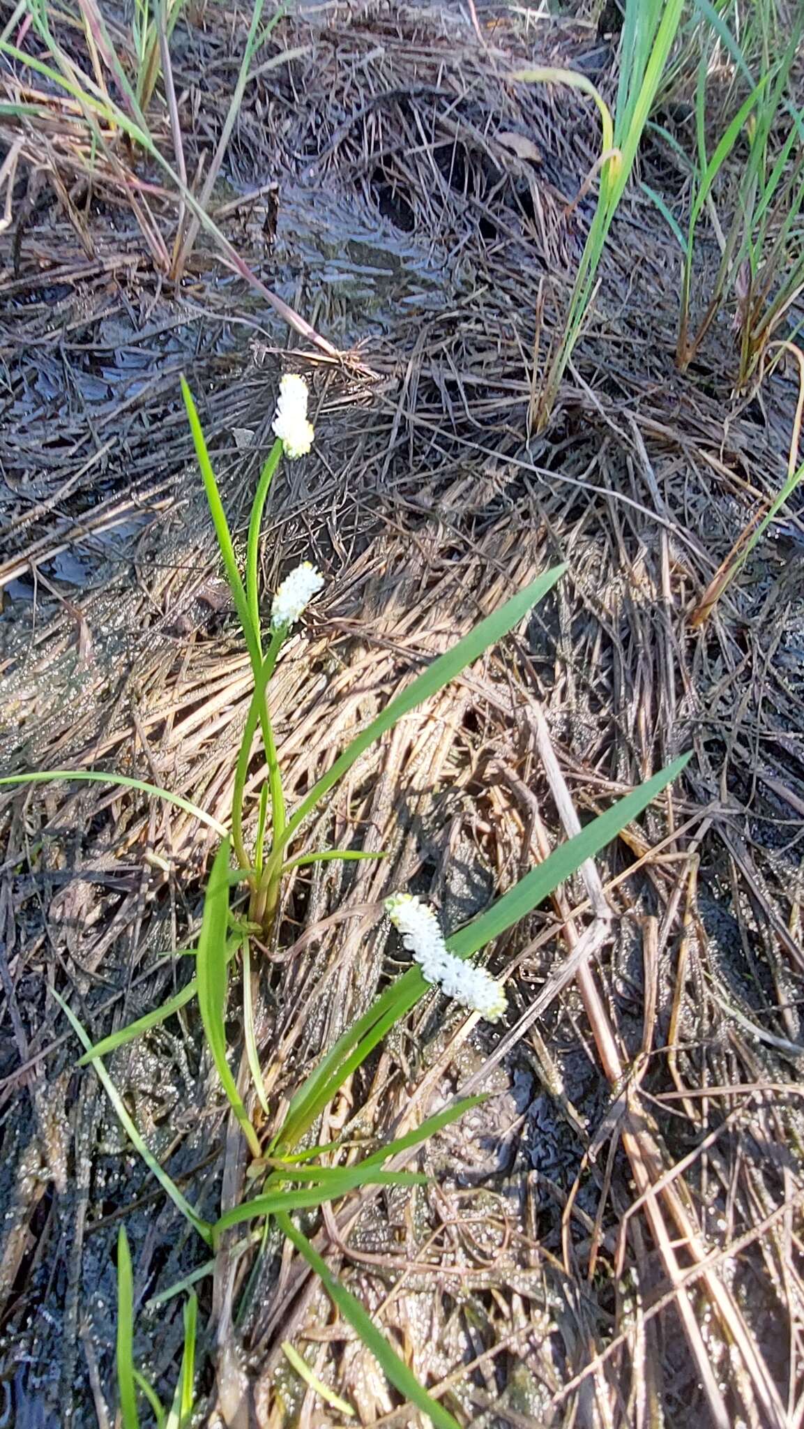 Imagem de Aponogeton natalensis Oliv.