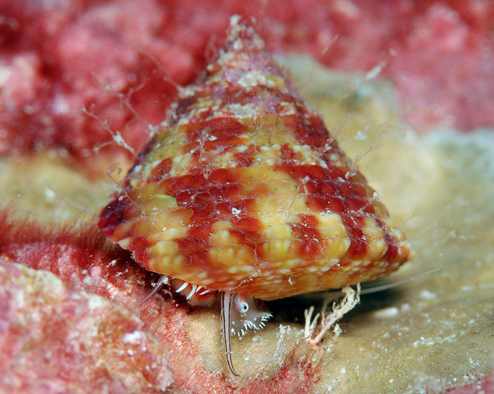 Image of maculated top shell