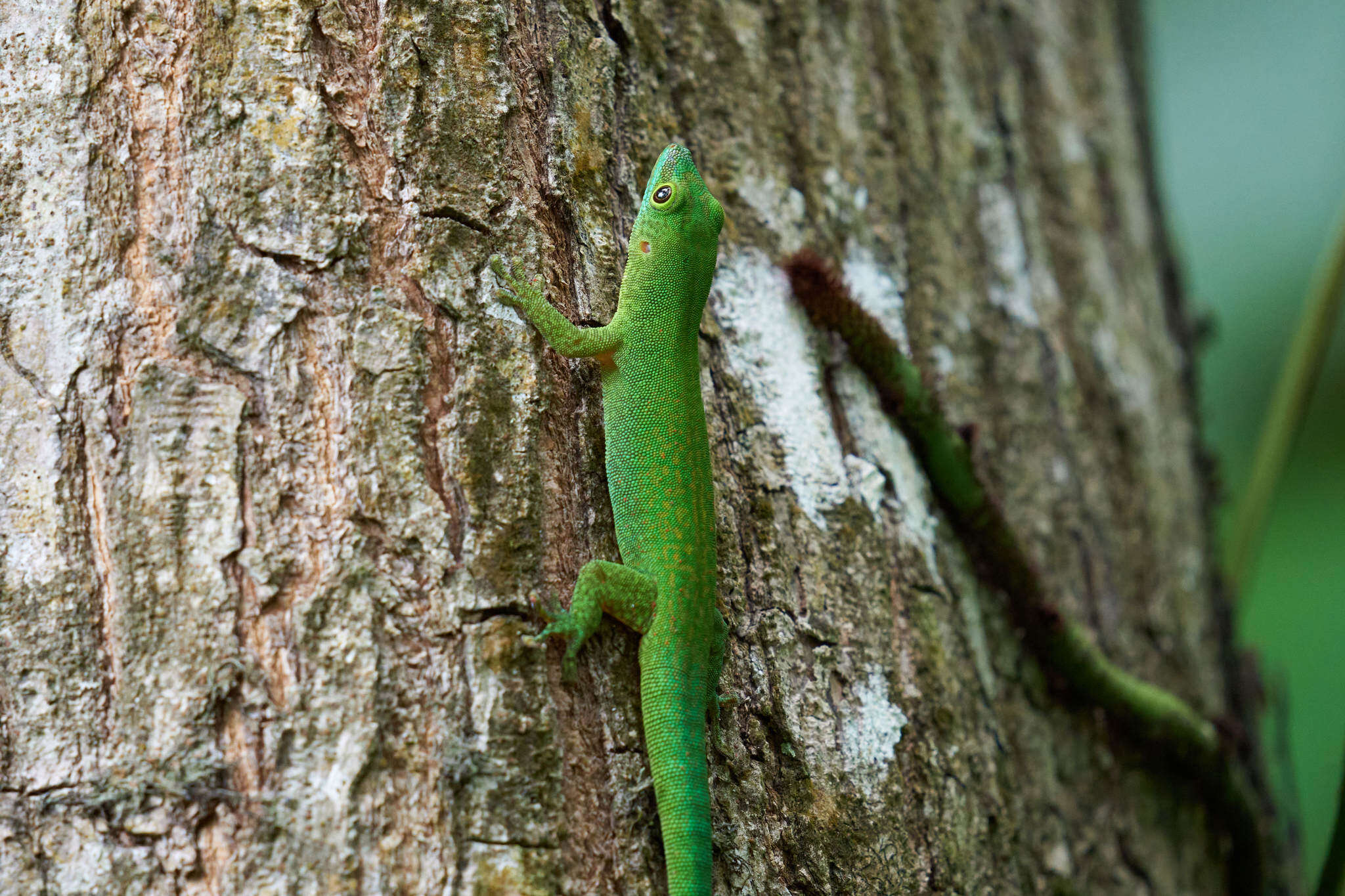 Слика од Phelsuma sundbergi Rendahl 1939