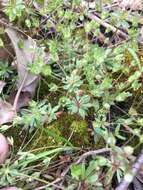 Image of western rockjasmine