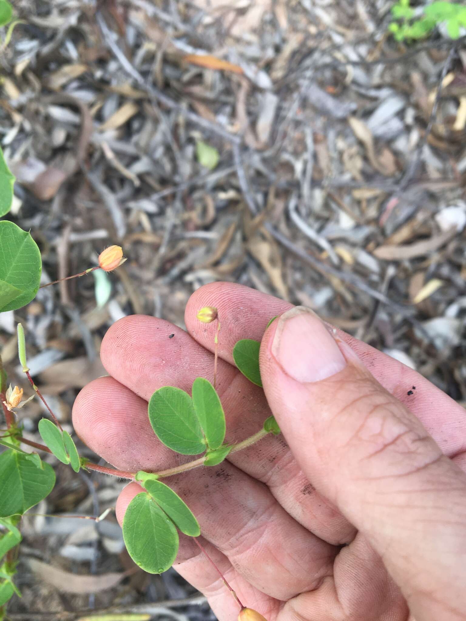 Image of roundleaf sensitive pea