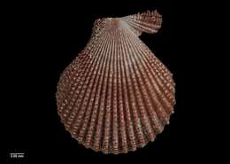 Image of noble scallop