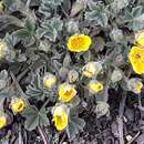 Potentilla incana Gaertn. Mey. & Scherb. resmi