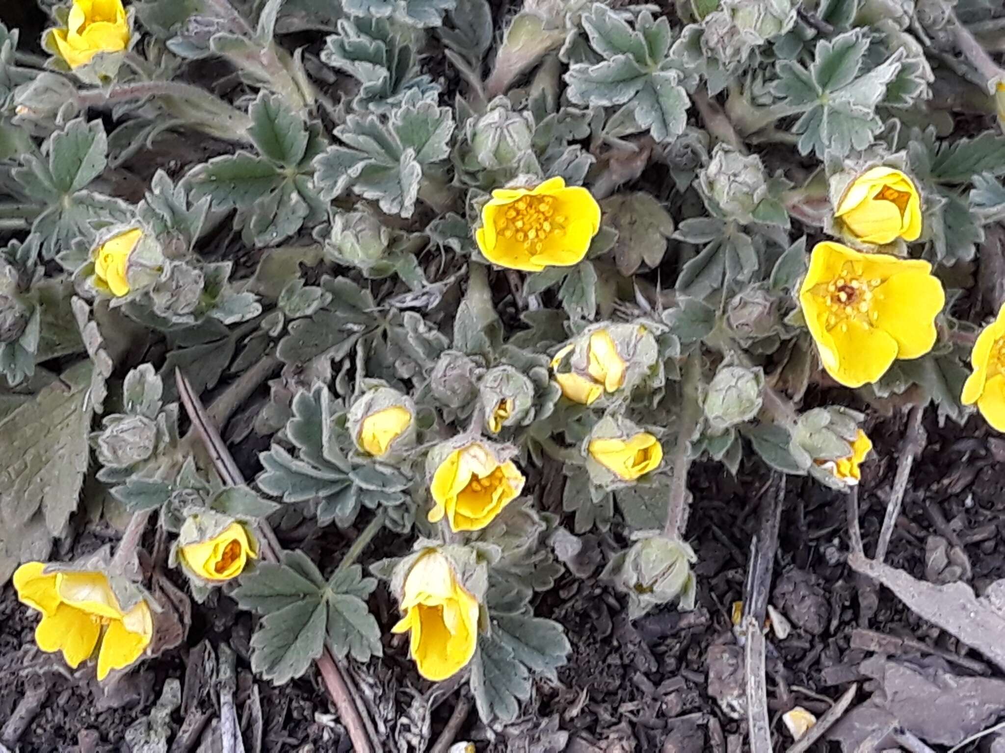 Image of Potentilla incana Gaertn. Mey. & Scherb.