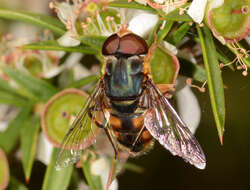 Image of Austalis copiosa (Walker 1852)