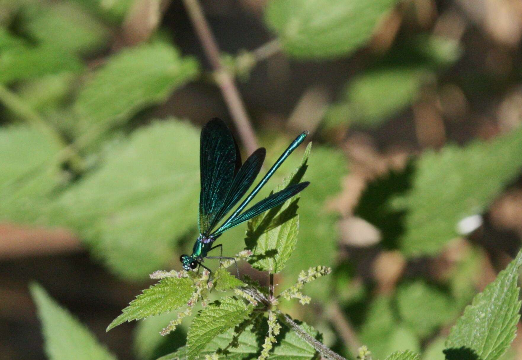 Image of Calopteryx virgo Linnaeus 1758