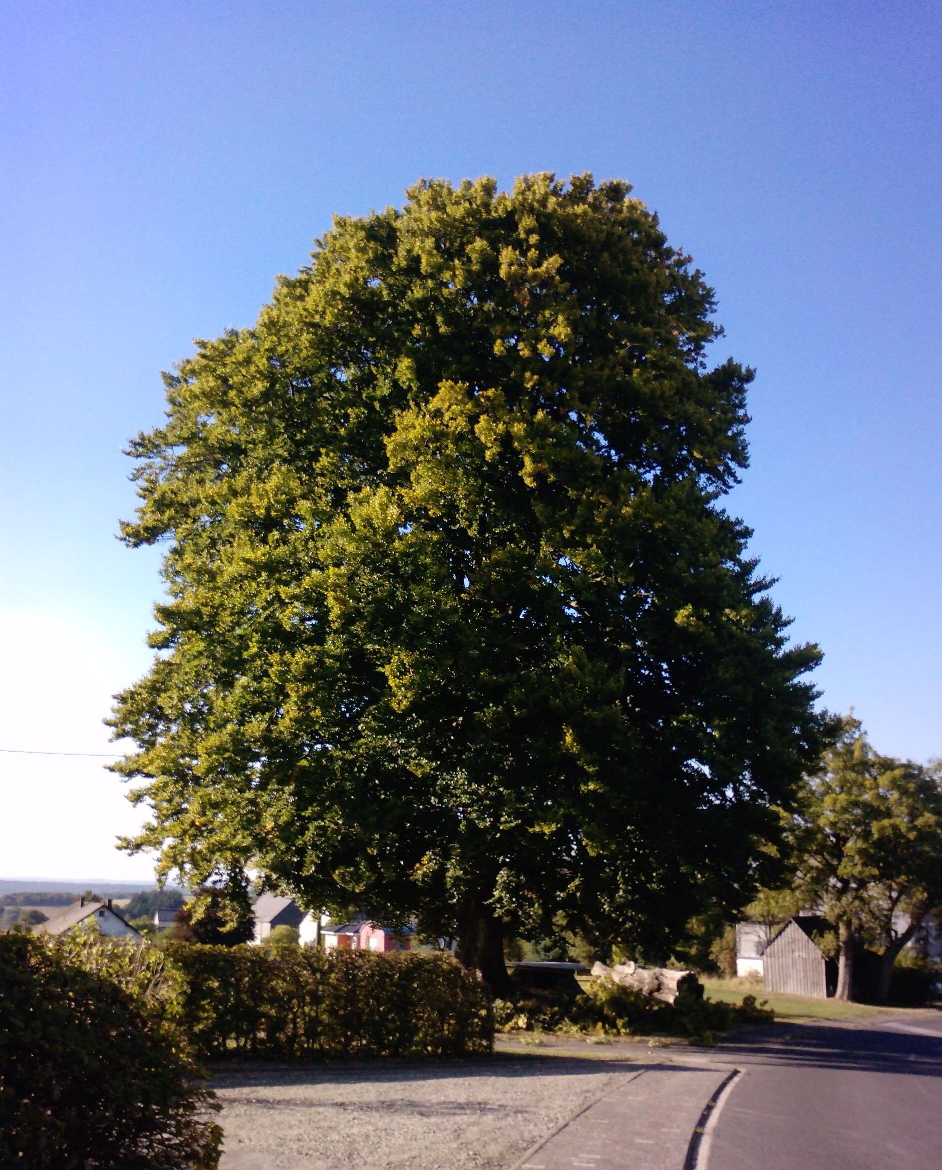 Image of beech