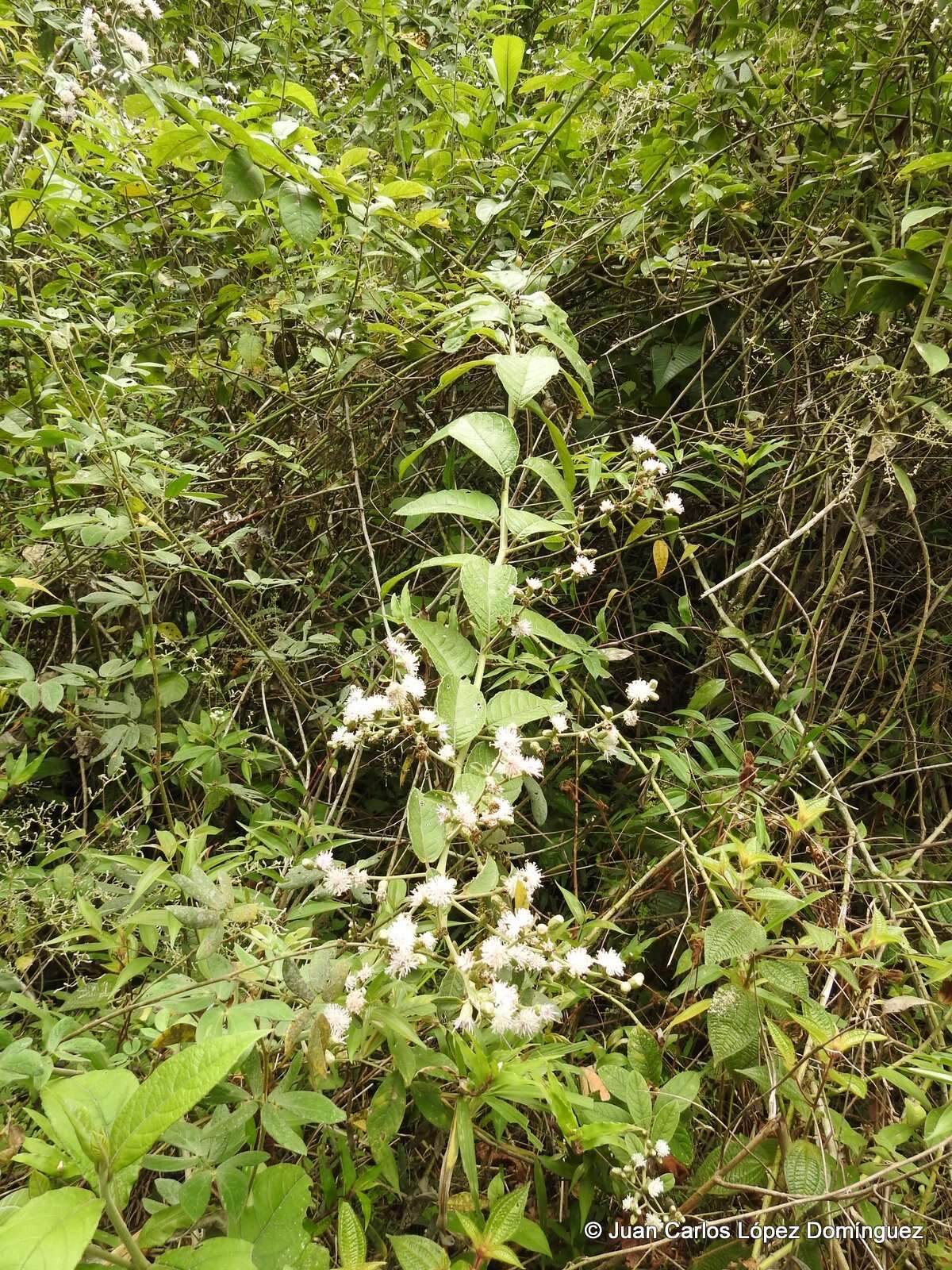 Plancia ëd Lepidaploa tortuosa (L.) H. Rob.