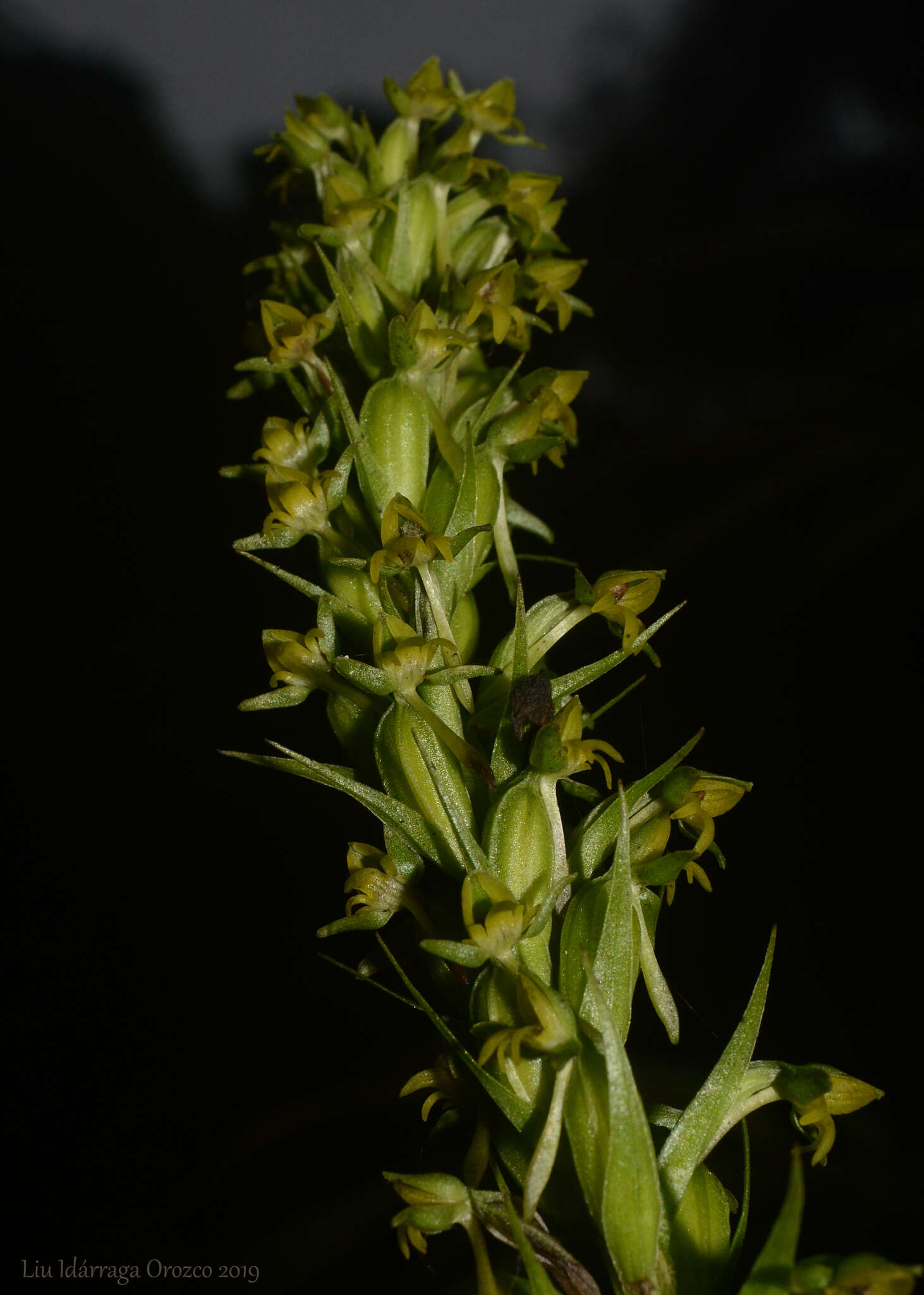 Image of Habenaria parviflora Lindl.