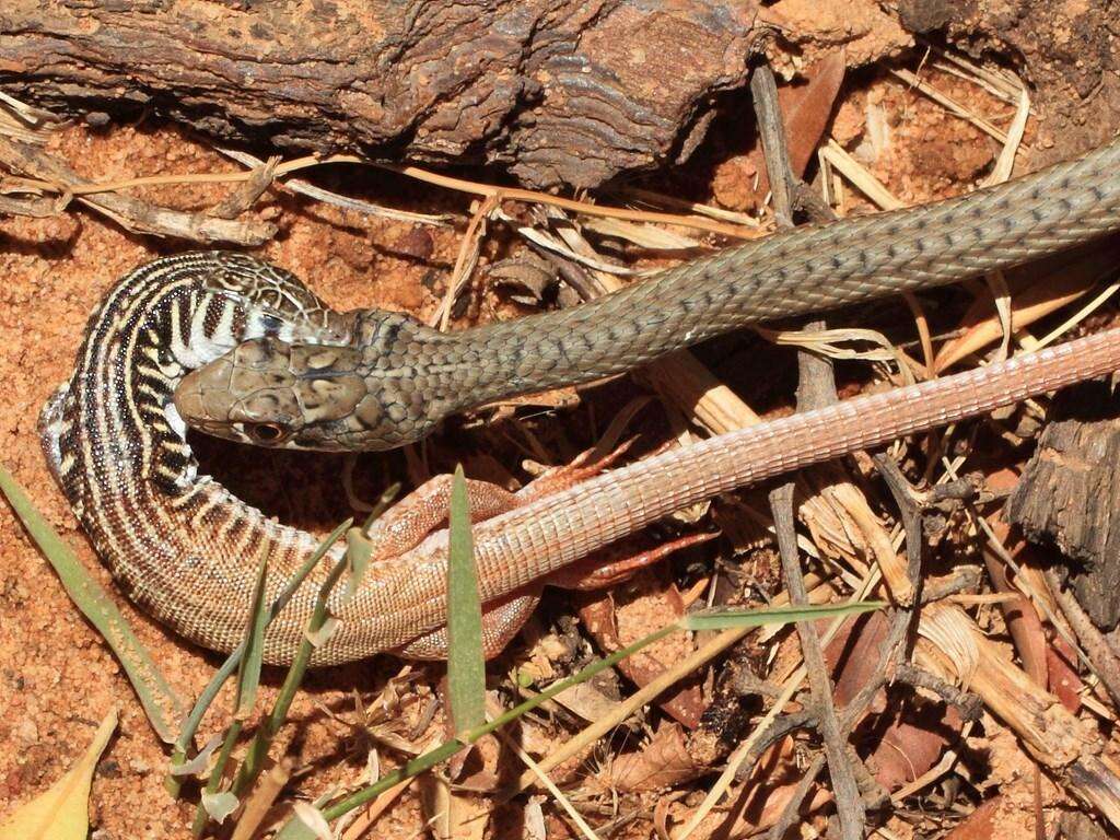 Слика од Psammophis notostictus Peters 1867