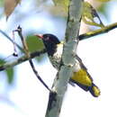 Image of Dark-throated Oriole