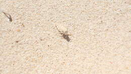 Image of Algarve Sand Grasshopper