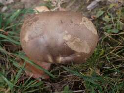 Image of Leccinum duriusculum (Schulzer ex Kalchbr.) Singer 1947