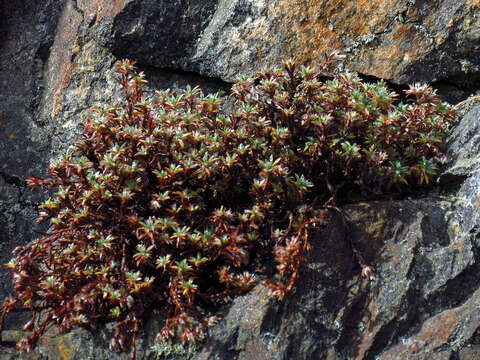 Image of silvery nailwort