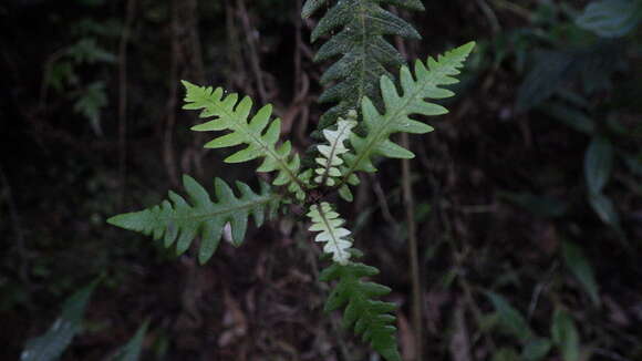 Image of Goniopteris alata (L.) Ching