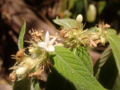 Image de Sabicea acuminata Baker