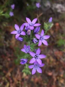 Image of Nevin's gilia