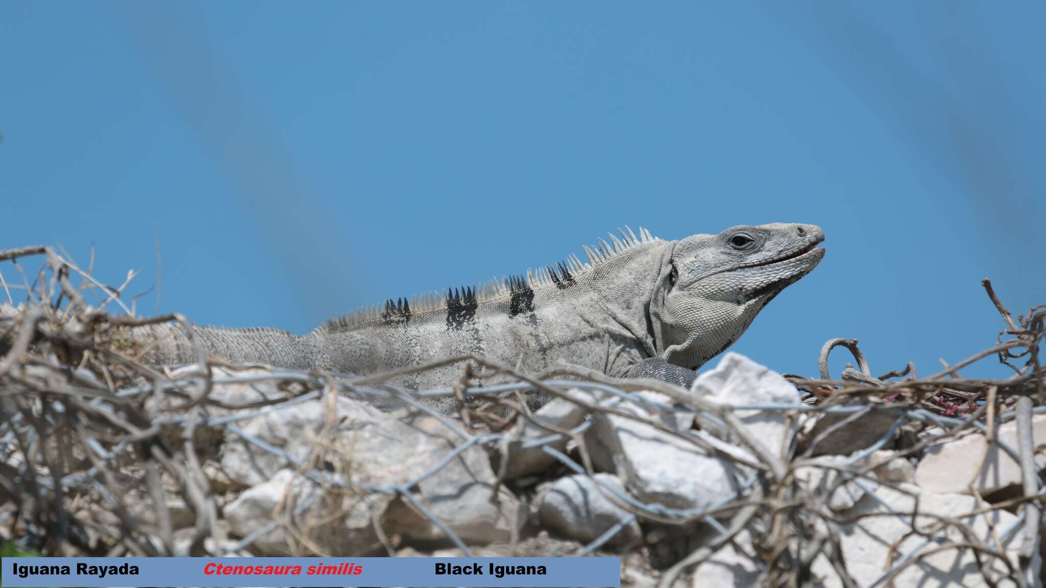 Image of Ctenosaura