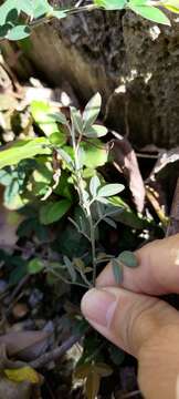 Image of Lespedeza chinensis G. Don