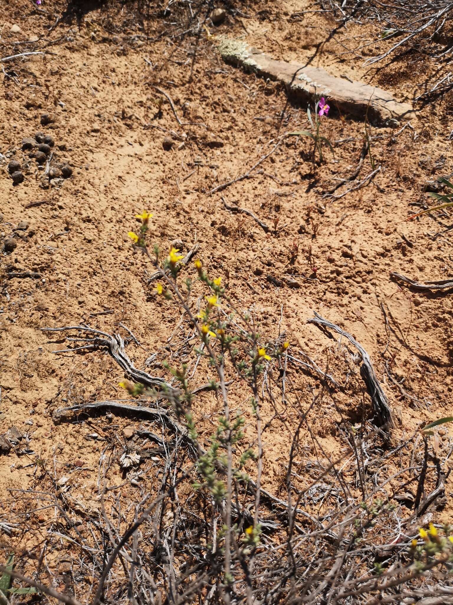 Plancia ëd Oedera oppositifolia (DC.) N. G. Bergh